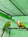 2 pair Breeding Conours